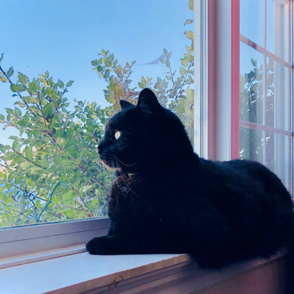 chichithecat
